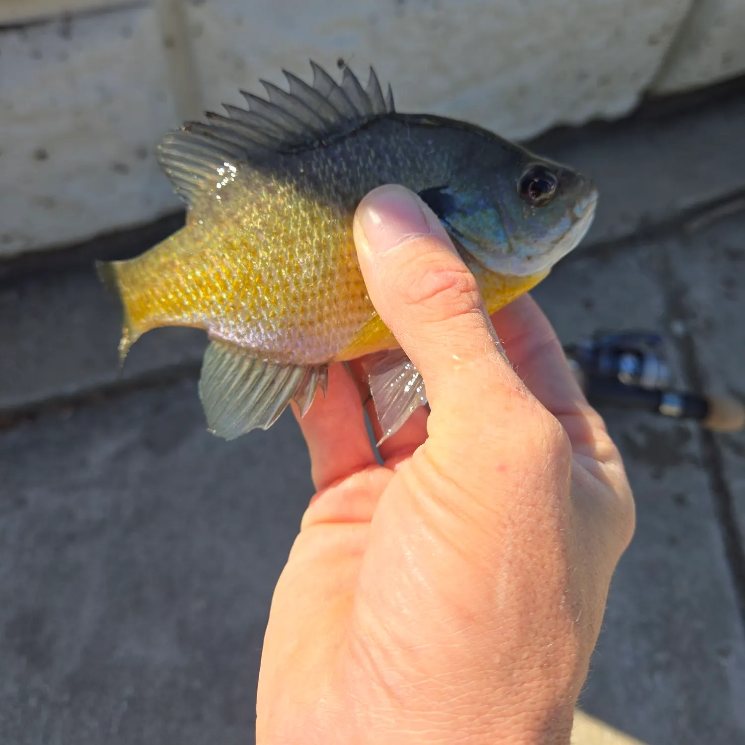 Bluegill caught on Fishbrain