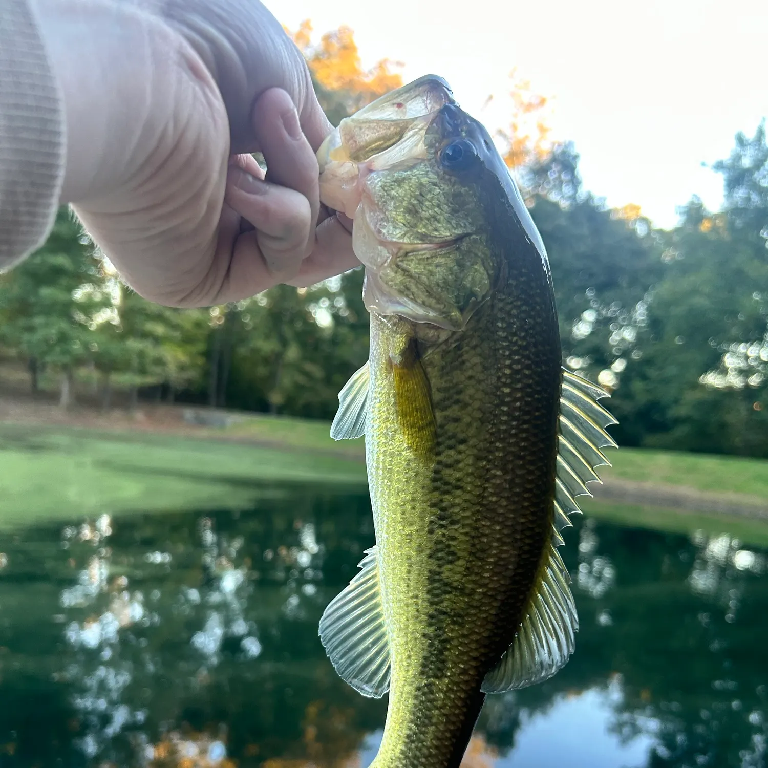 Largemouth bass caught on Fishbrain