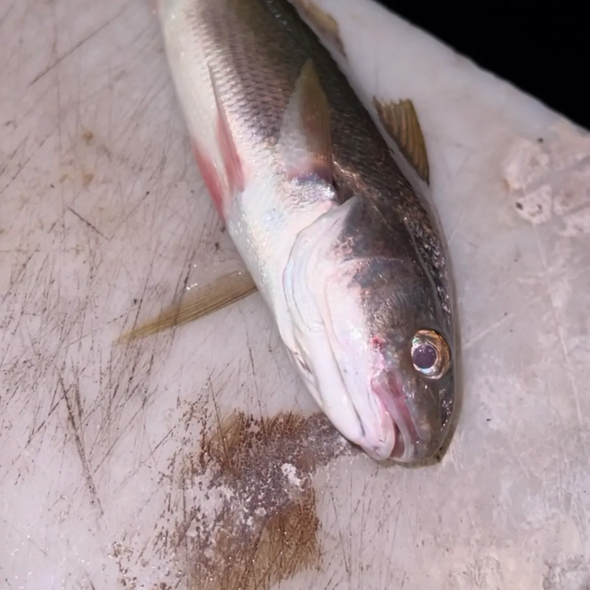 White croaker caught on Fishbrain