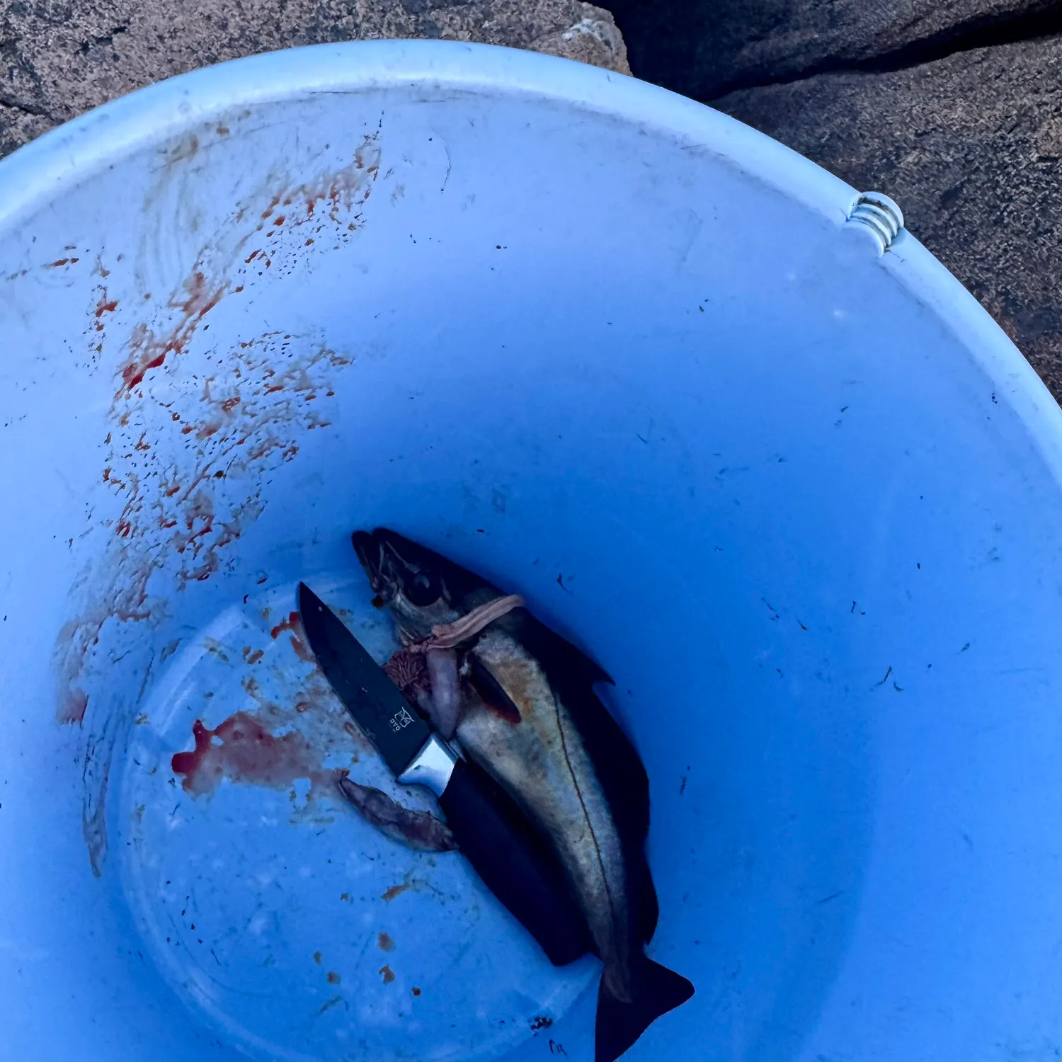 The most recent Pollack catches on Fishbrain