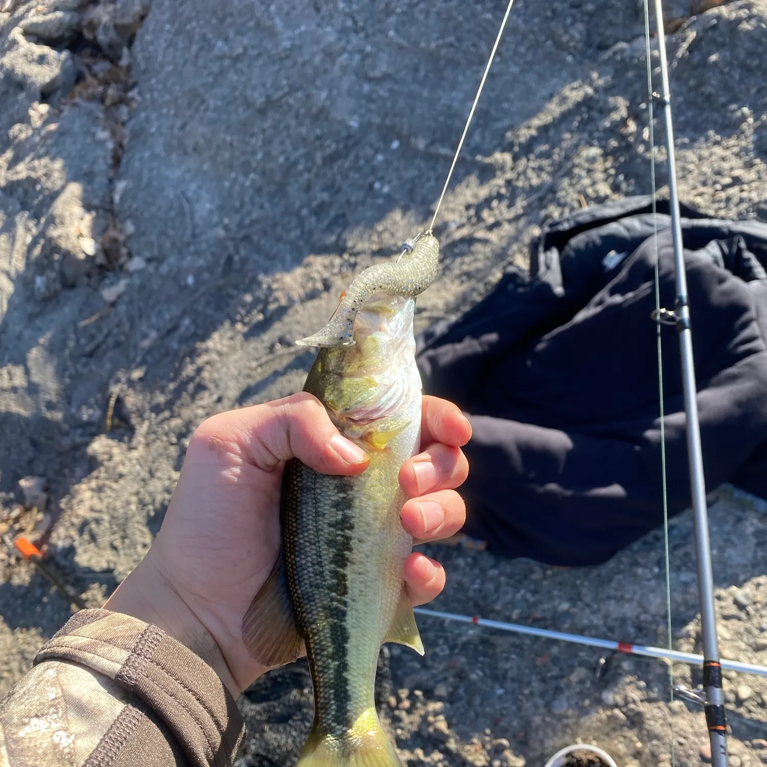 Largemouth bass caught on Fishbrain