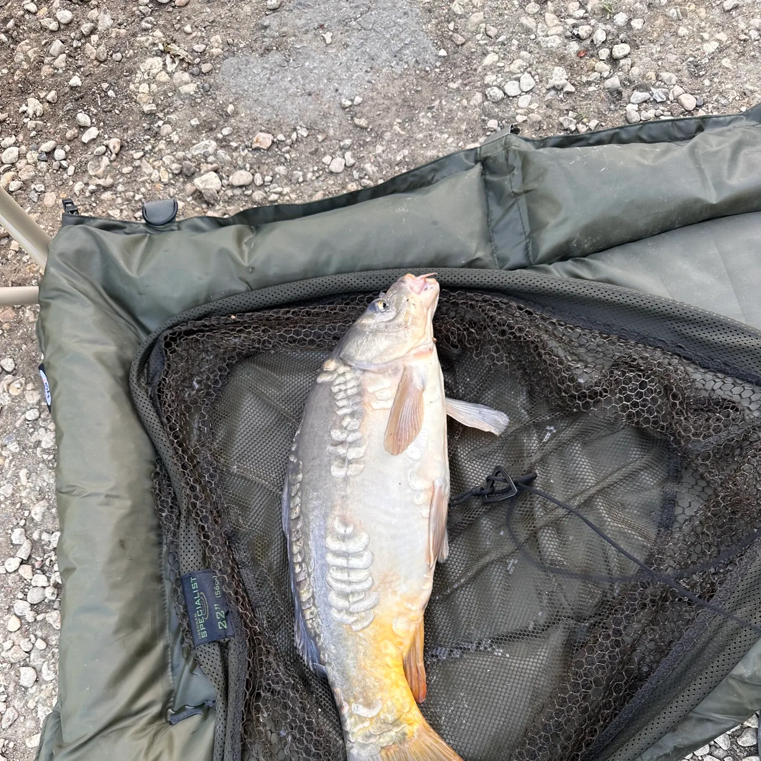 Mirror carp caught on Fishbrain