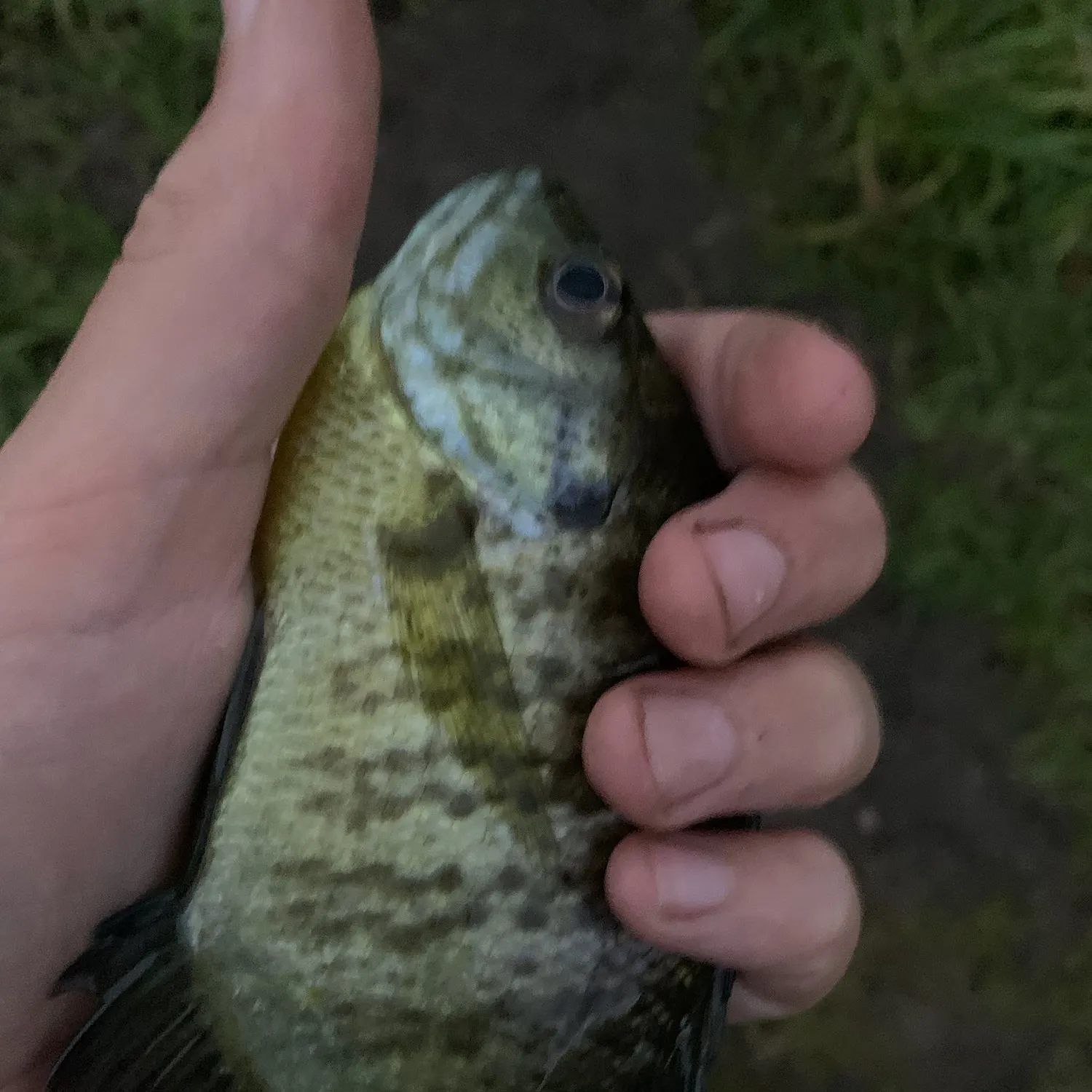 Bluegill caught on Fishbrain