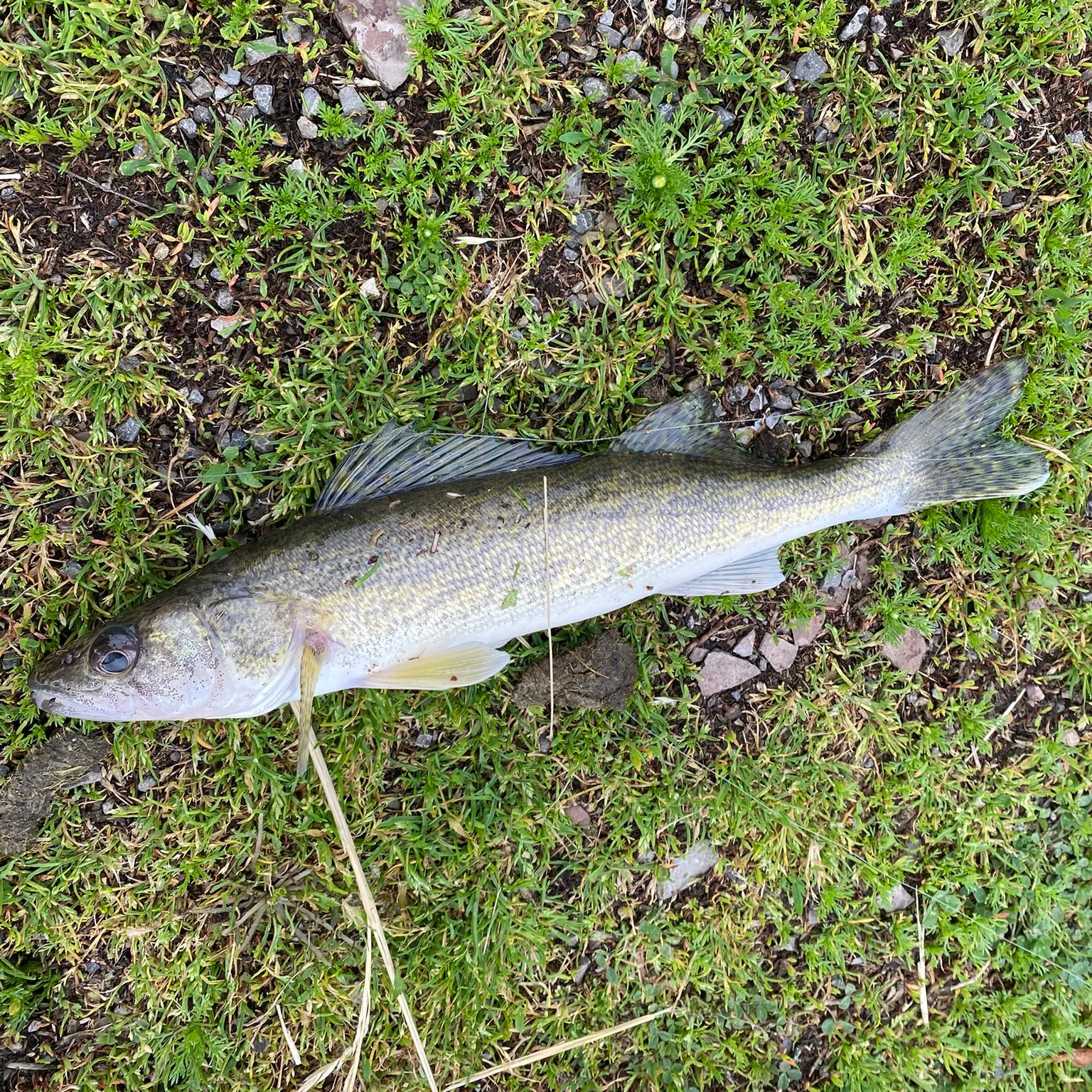 The most recent Saugeye catches on Fishbrain