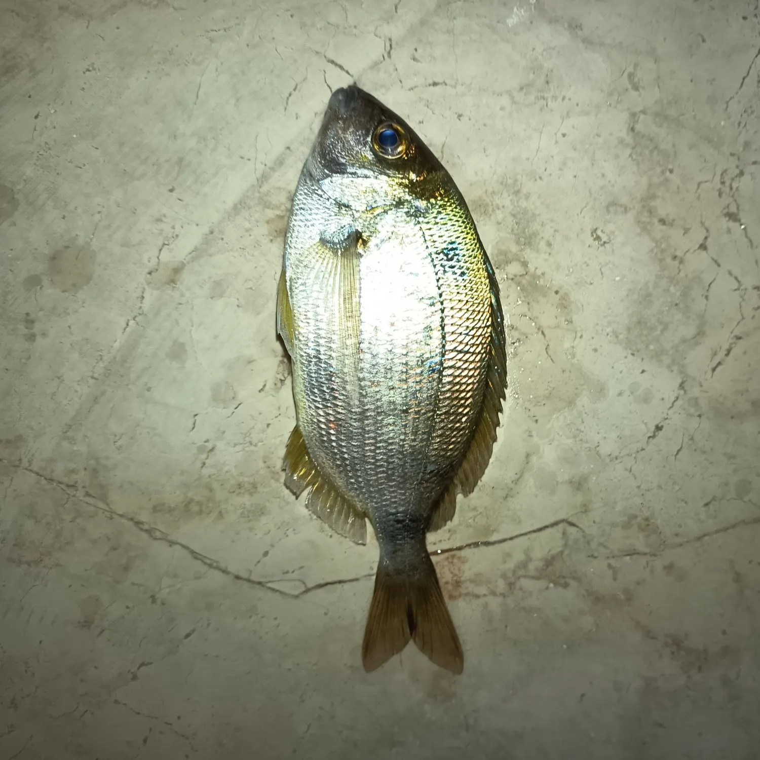 The most recent Annular seabream catches on Fishbrain