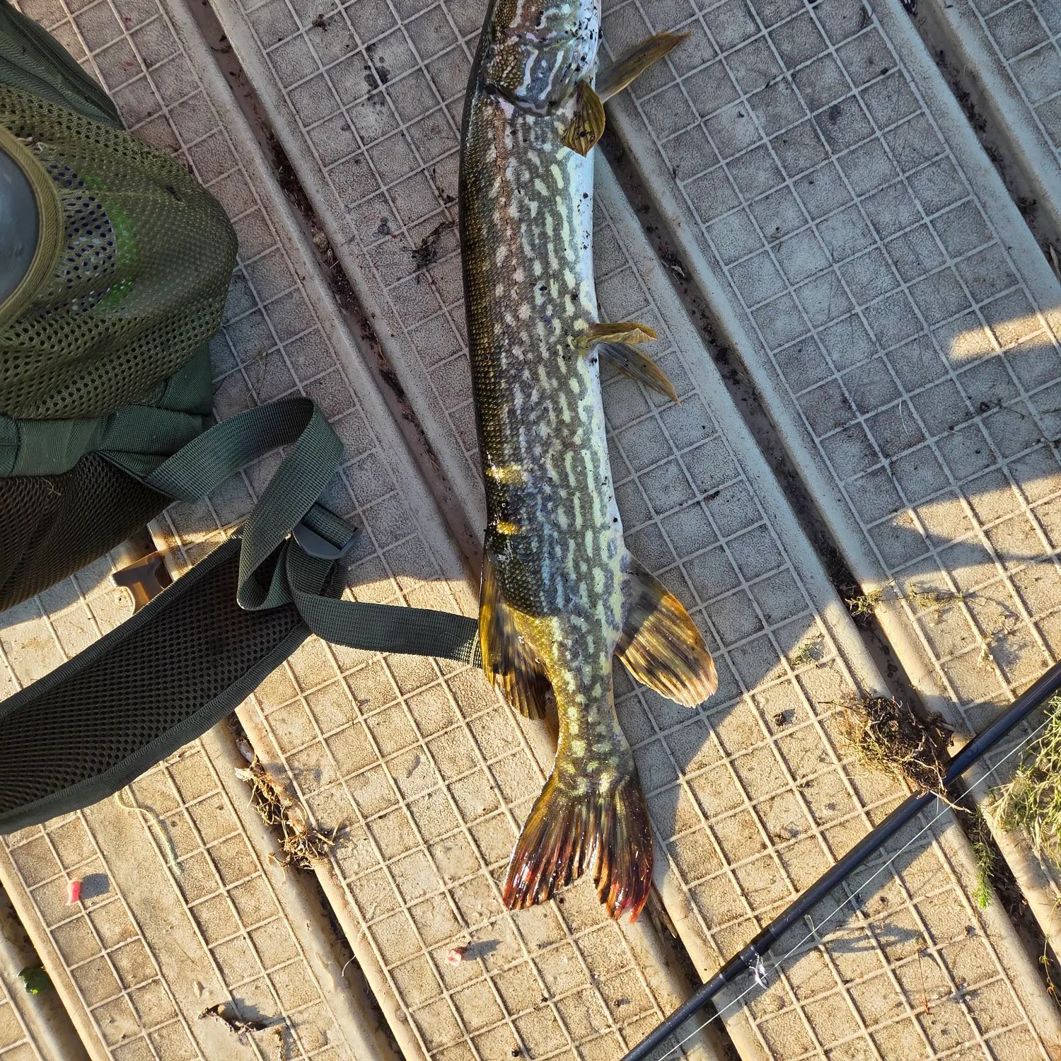 Northern pike caught on Fishbrain