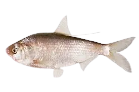 Australian river gizzard shad