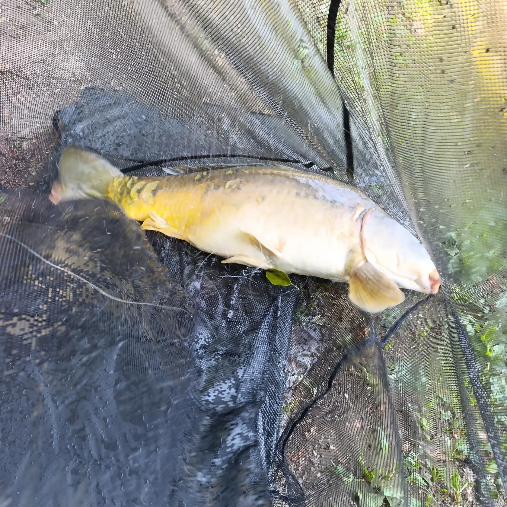 Mirror carp caught on Fishbrain