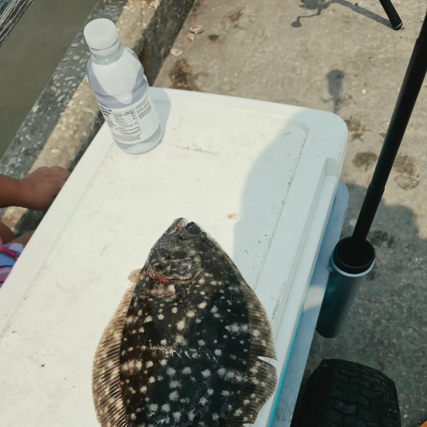 The most recent Summer flounder catches on Fishbrain