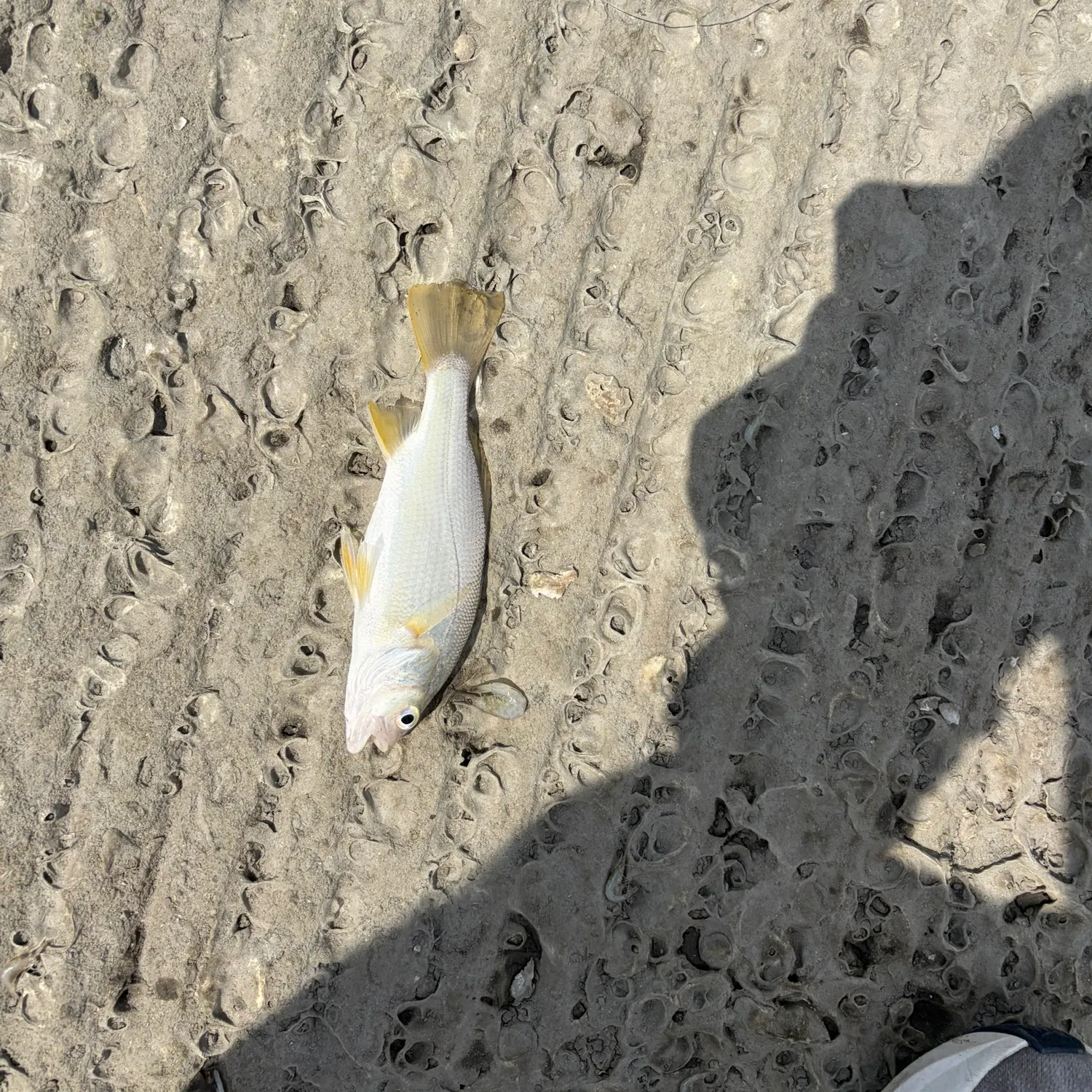 Silver perch caught on Fishbrain