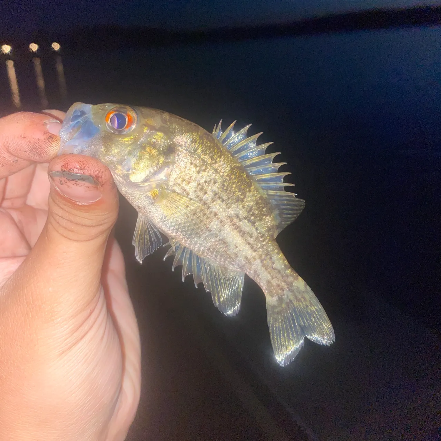 The most recent Rock bass catches on Fishbrain