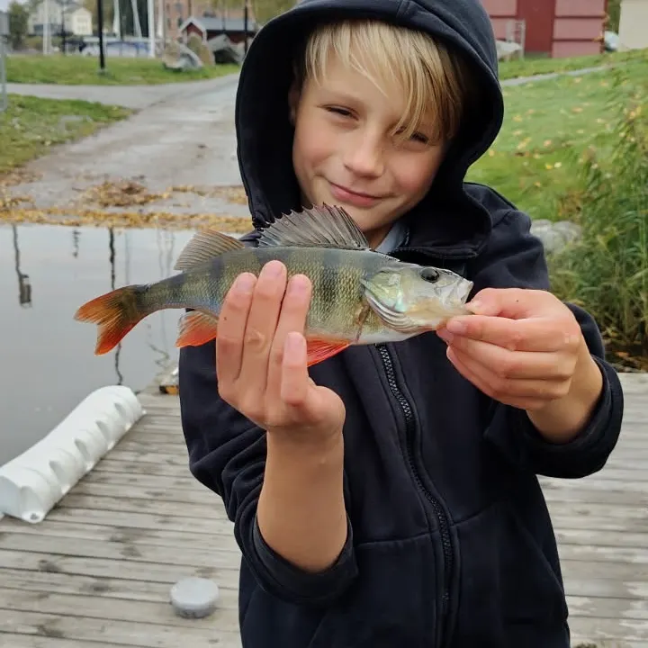 European perch caught on Fishbrain
