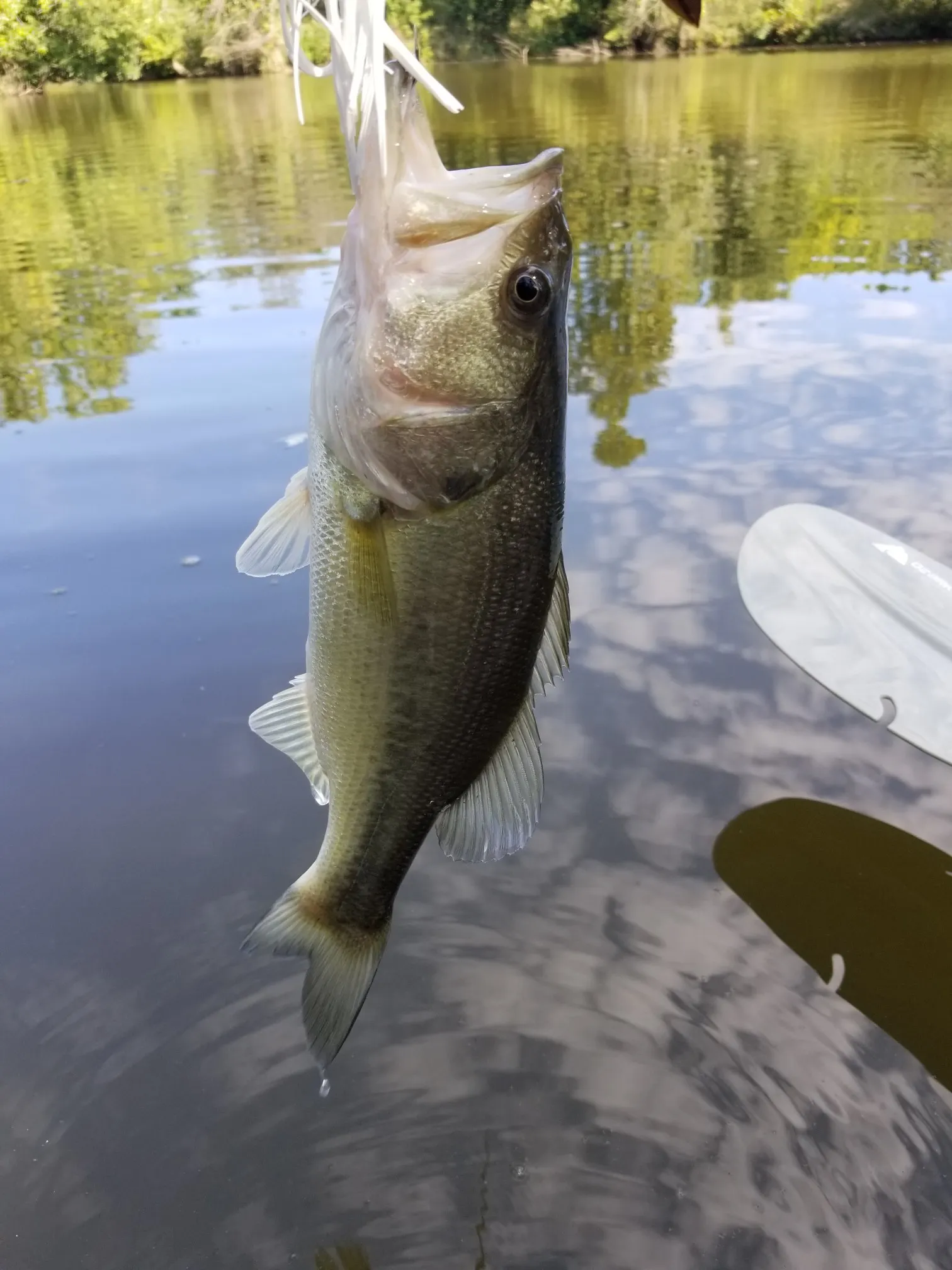 Post image from KayakSoldier