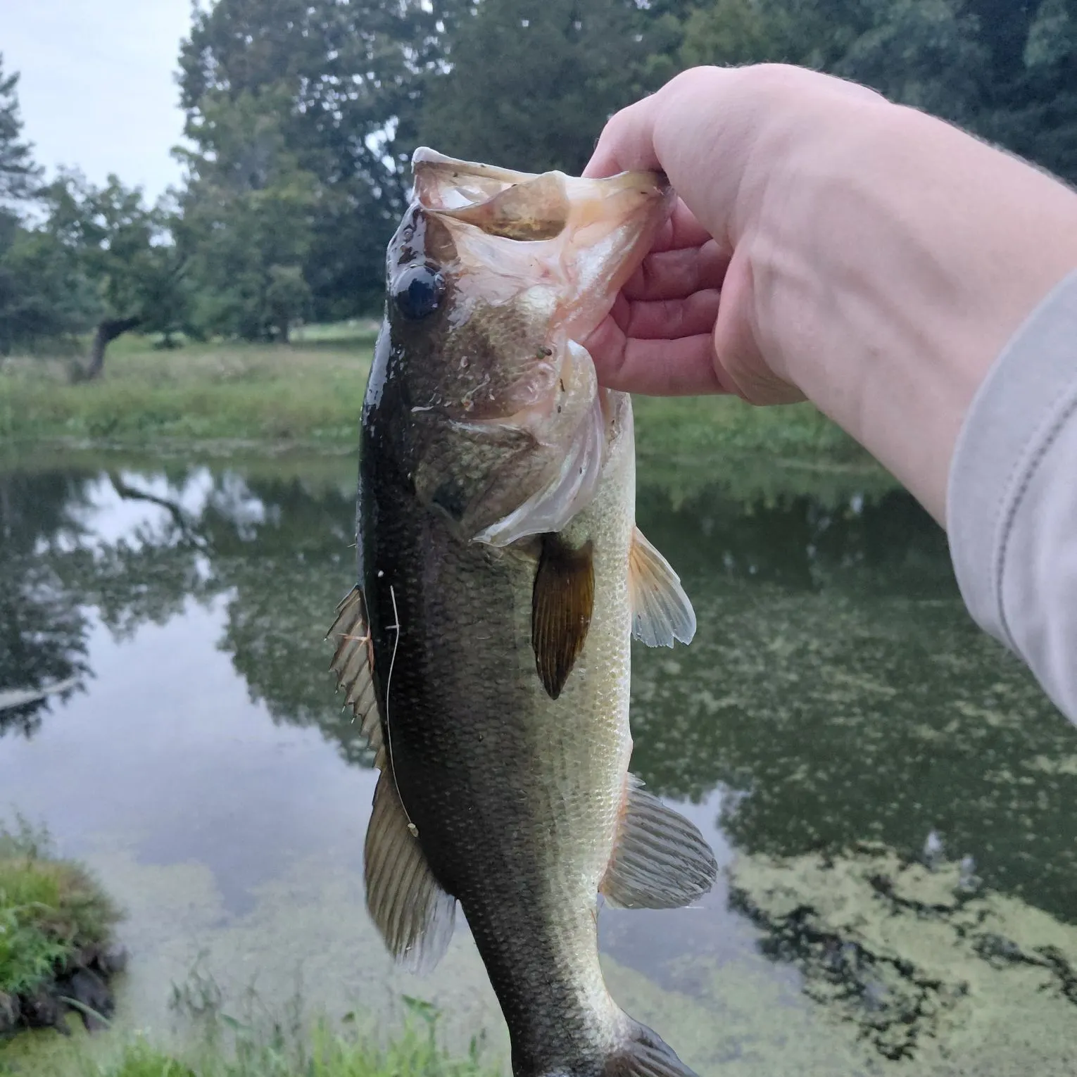 Northern pike caught on Fishbrain