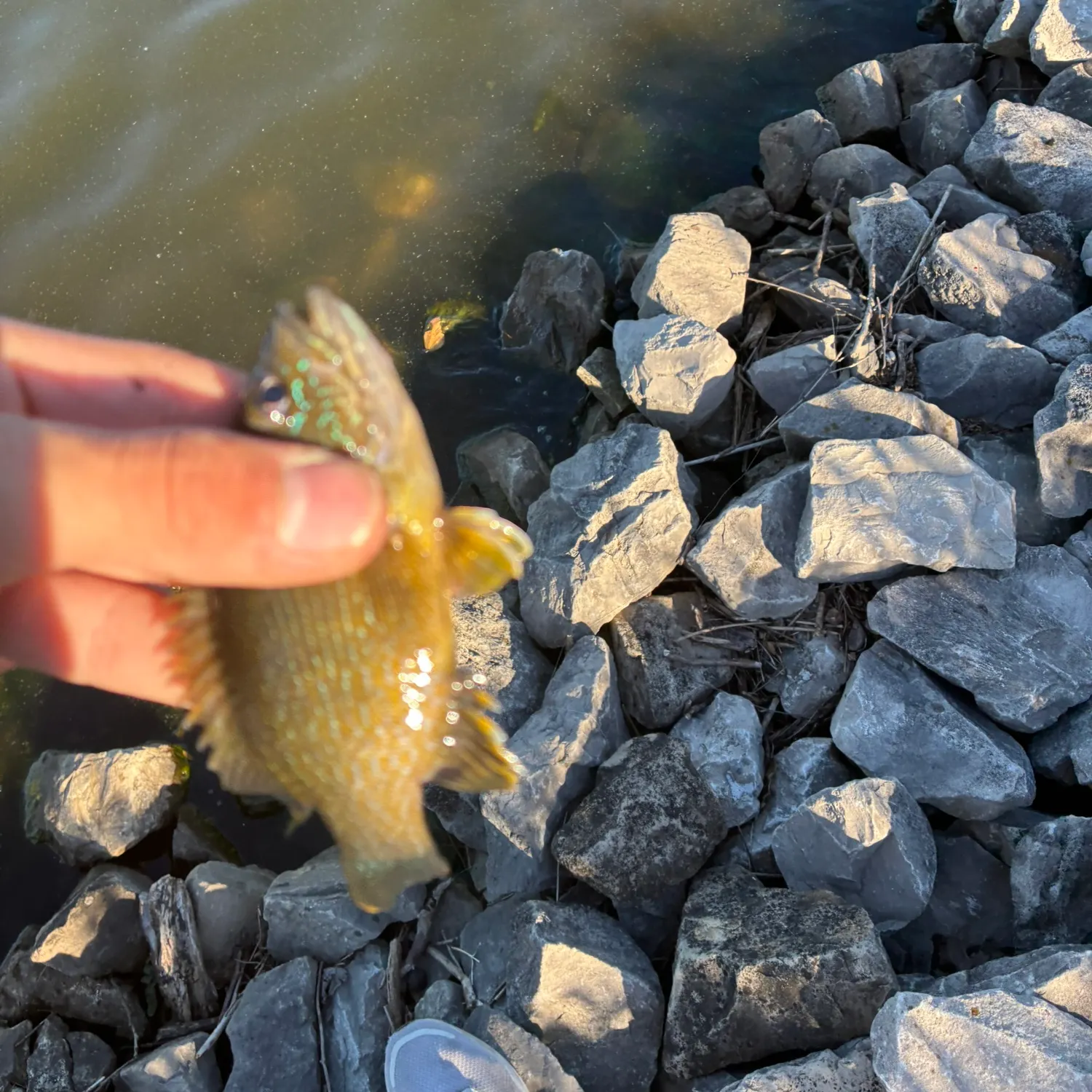 Green sunfish caught on Fishbrain