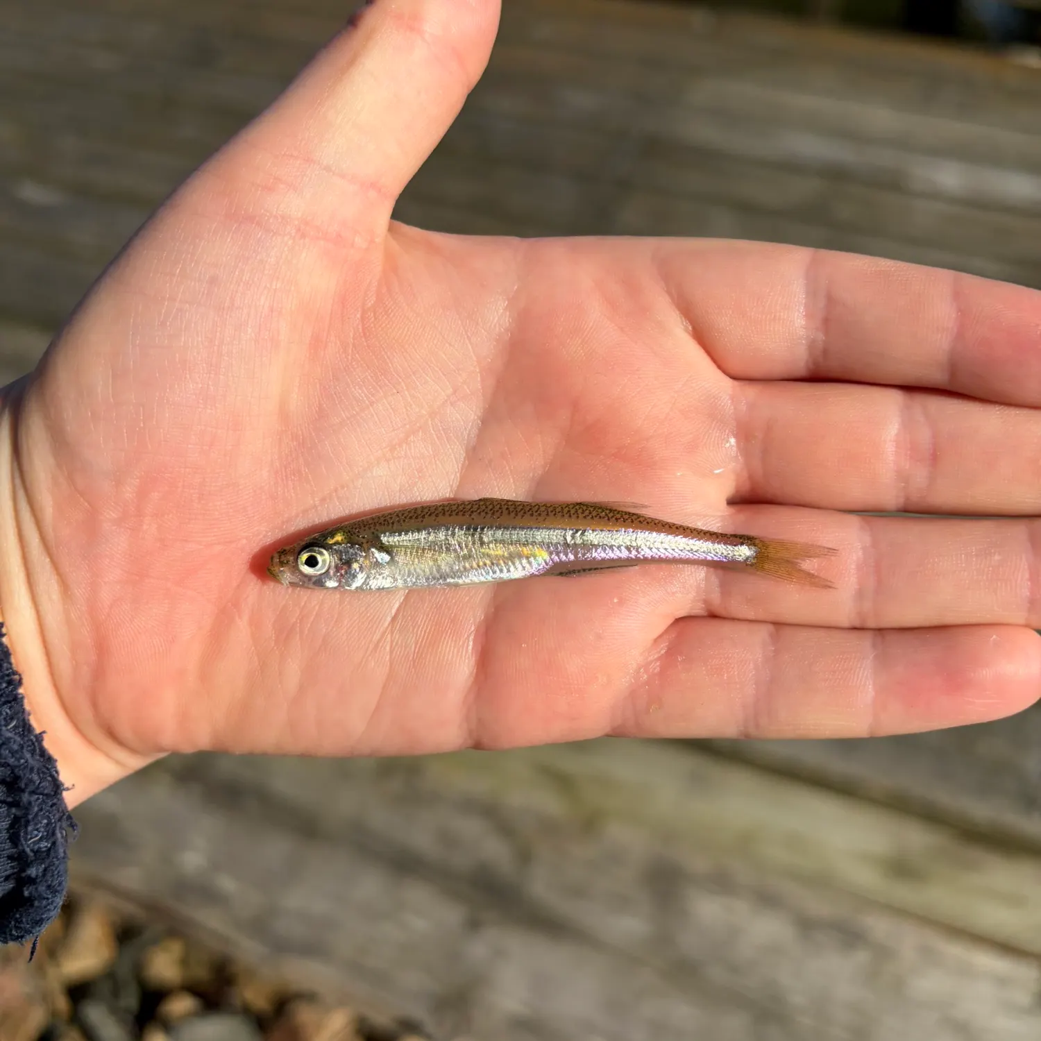 The most recent Big-scale sand smelt catches on Fishbrain