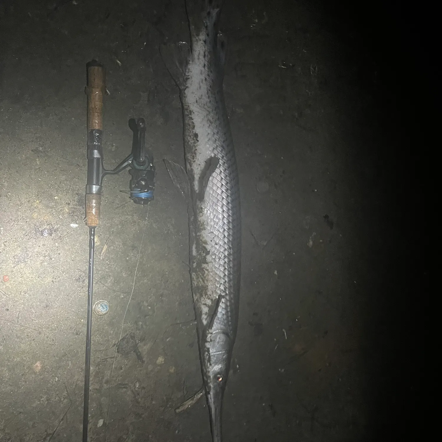 Longnose gar caught on Fishbrain