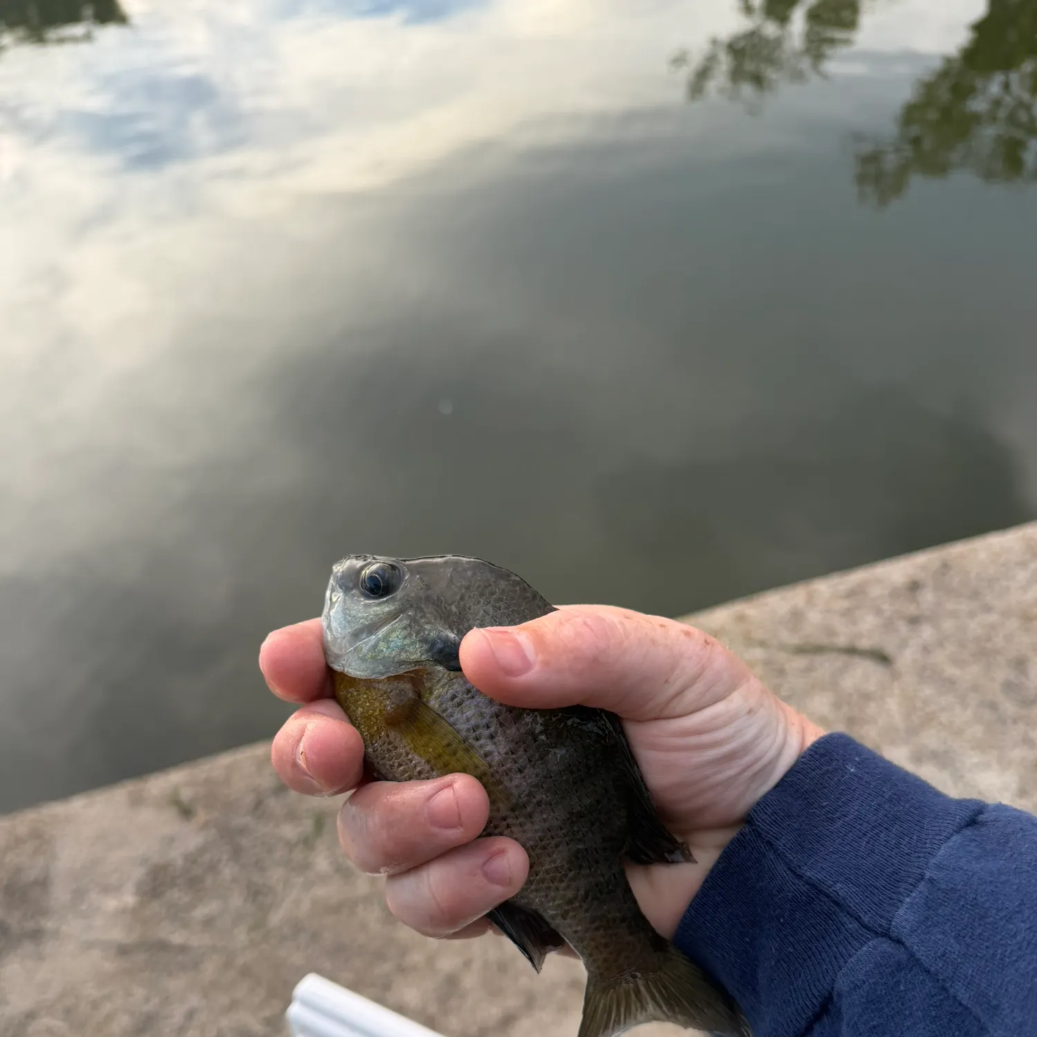 Bluegill caught on Fishbrain