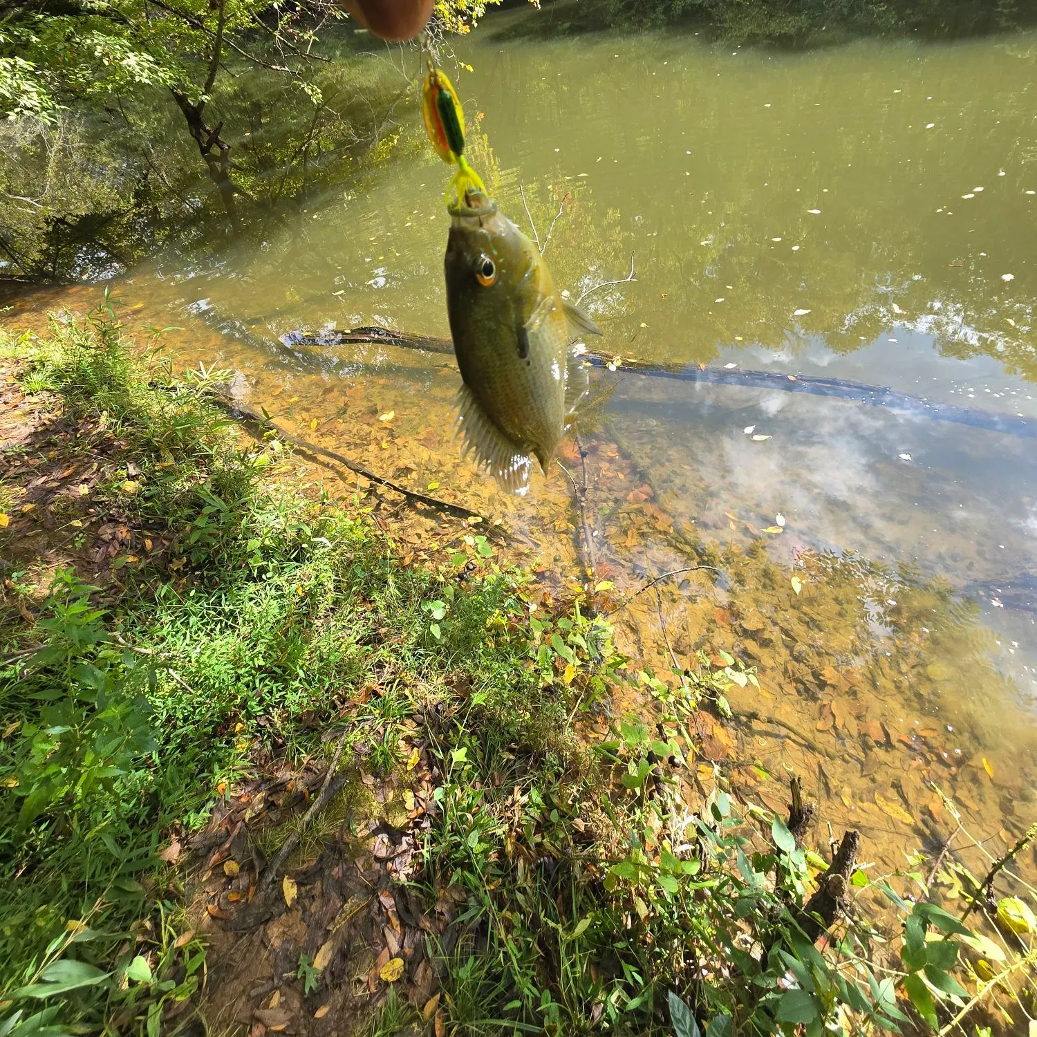 Black bullhead caught on Fishbrain
