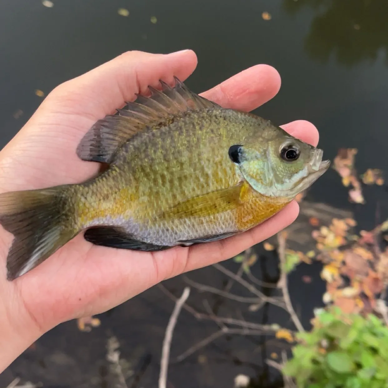Bluegill caught on Fishbrain