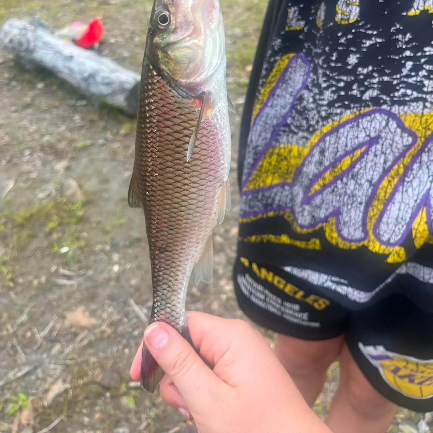 Fallfish caught on Fishbrain