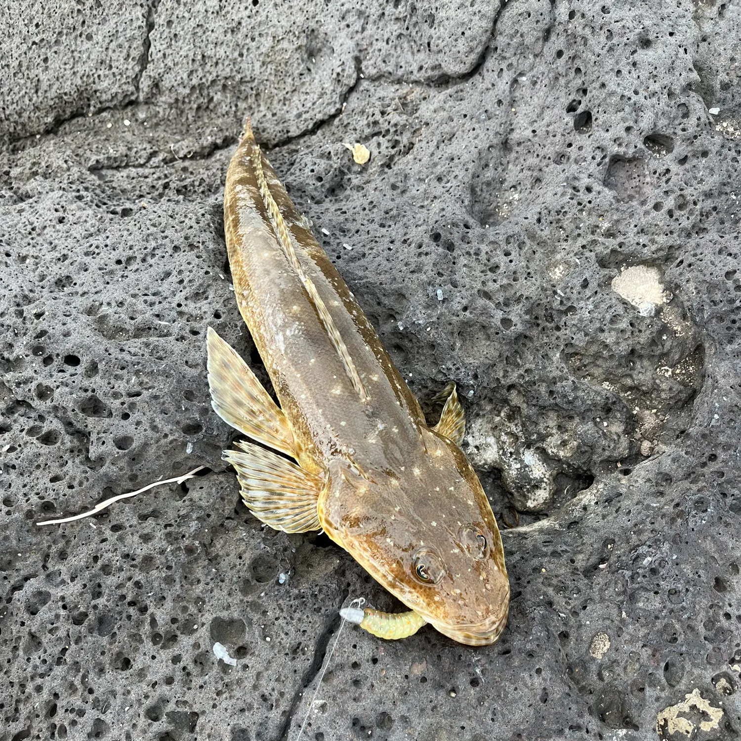 The most recent Blue-spotted flathead catches on Fishbrain