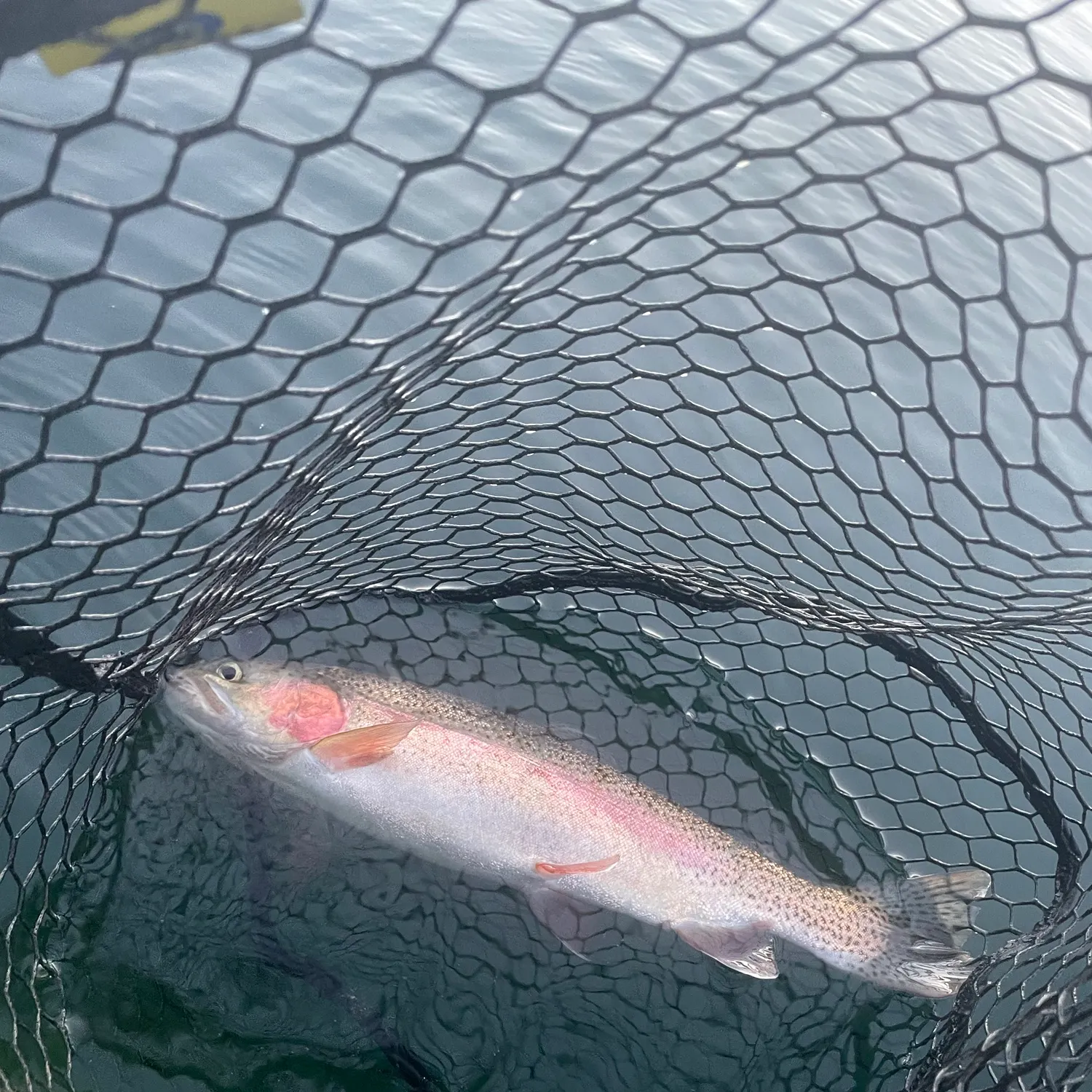 Rainbow trout caught on Fishbrain