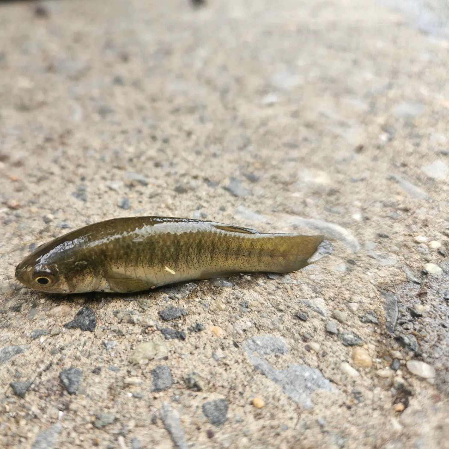 The most recent Central mudminnow catches on Fishbrain
