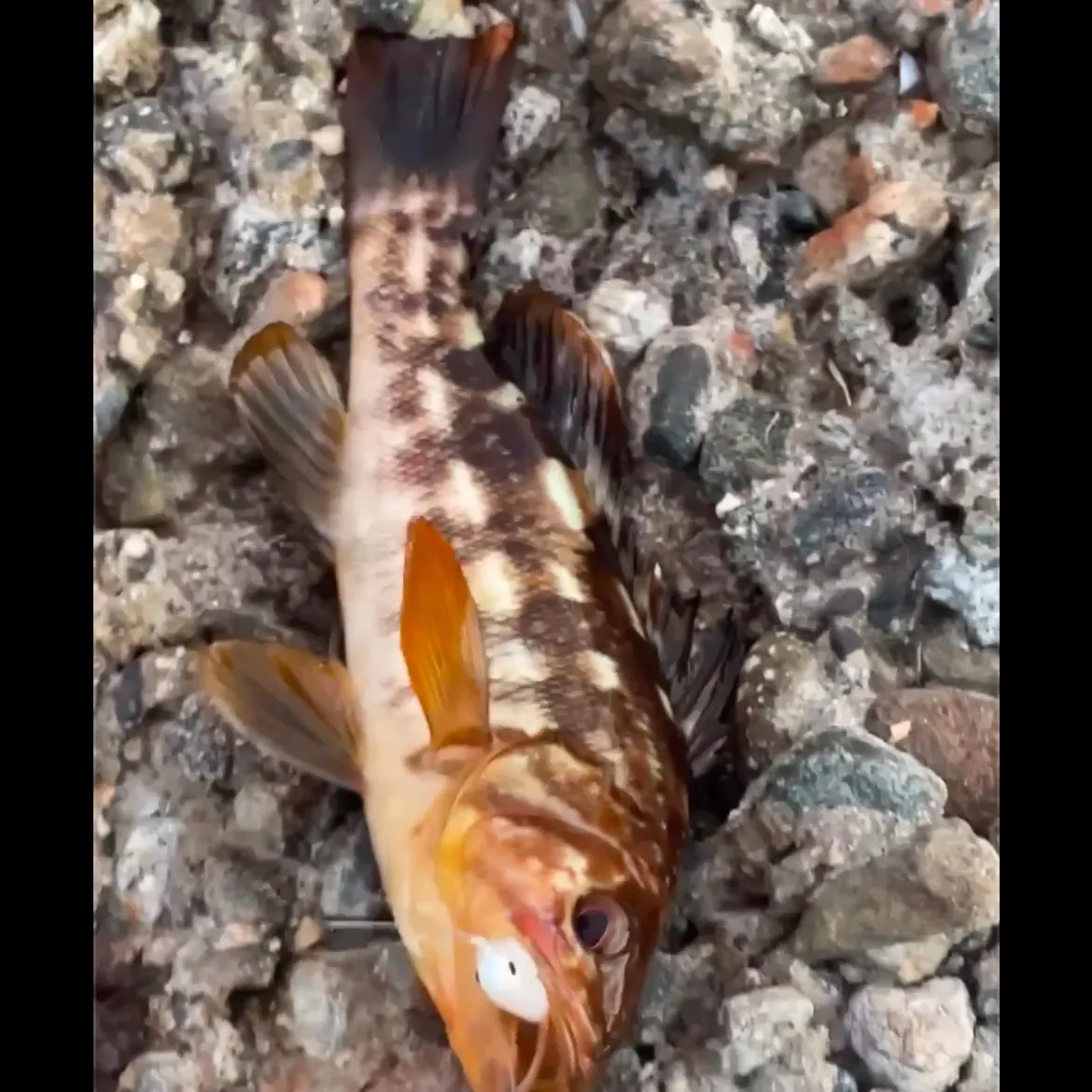 The most recent Kelp bass catches on Fishbrain