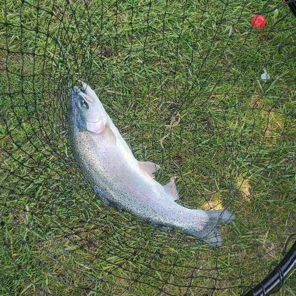 Rainbow trout caught on Fishbrain