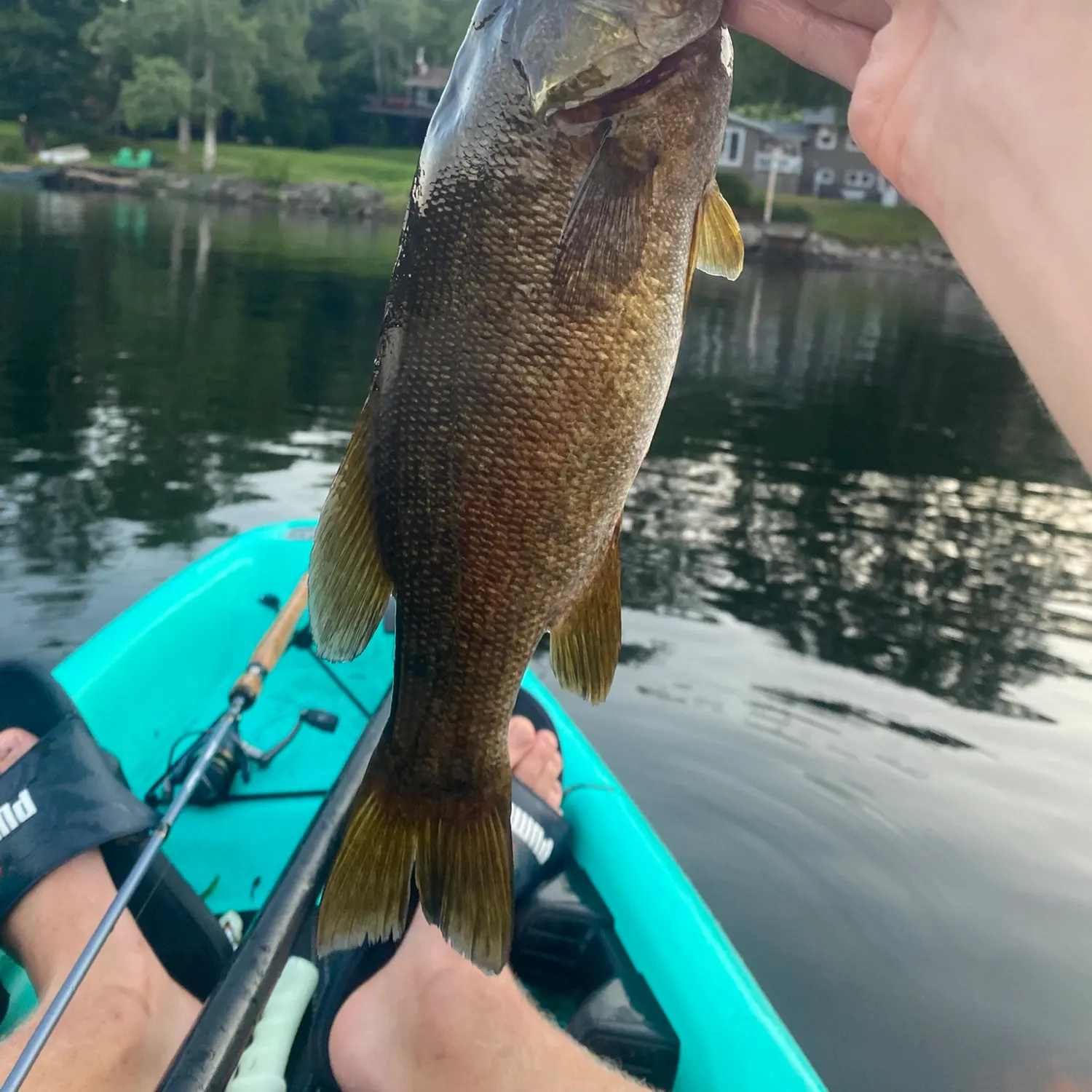 Smallmouth bass caught on Fishbrain