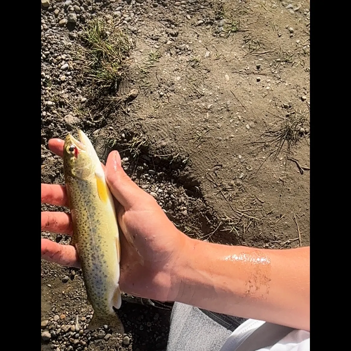 Brown trout caught on Fishbrain
