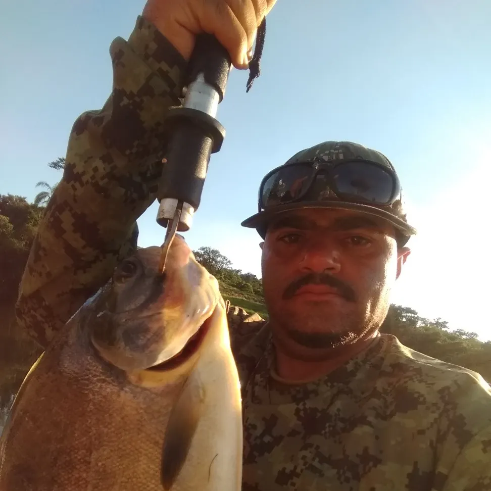 Small-scaled pacu caught on Fishbrain