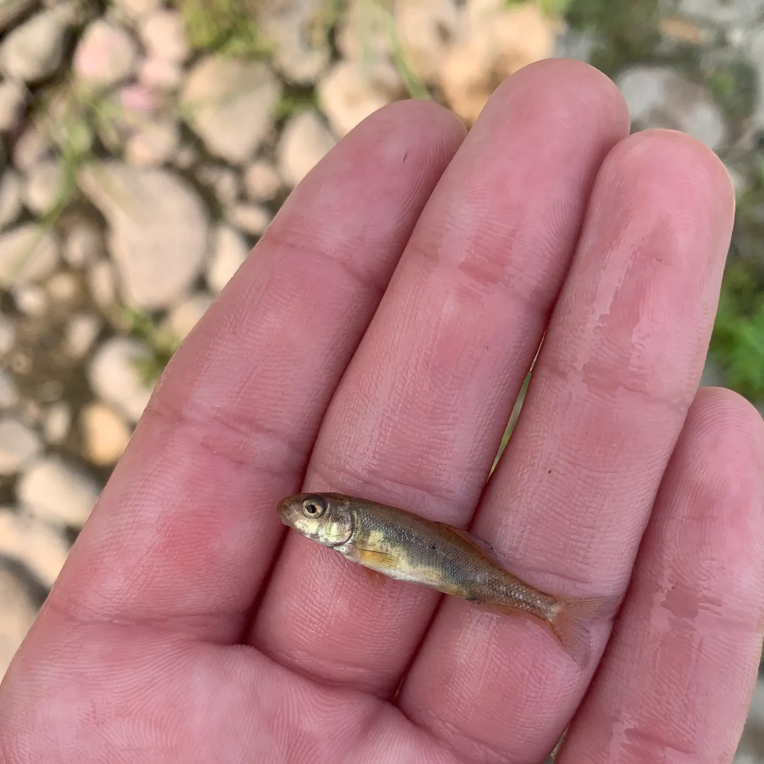 The most recent Speckled dace catches on Fishbrain