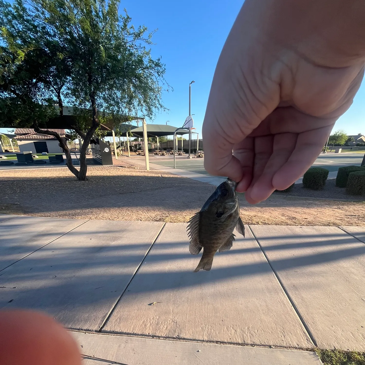 catch