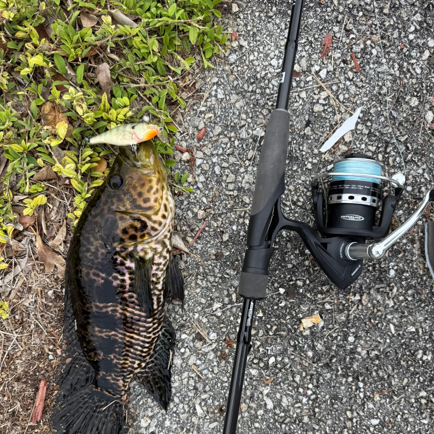 The most recent Jaguar cichlid catches on Fishbrain