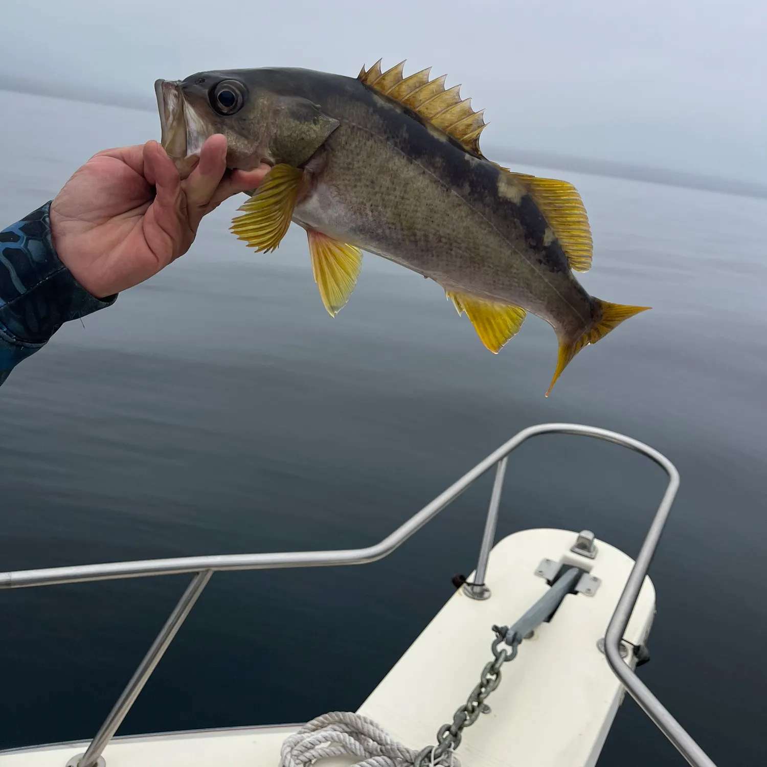 The most recent Olive rockfish catches on Fishbrain