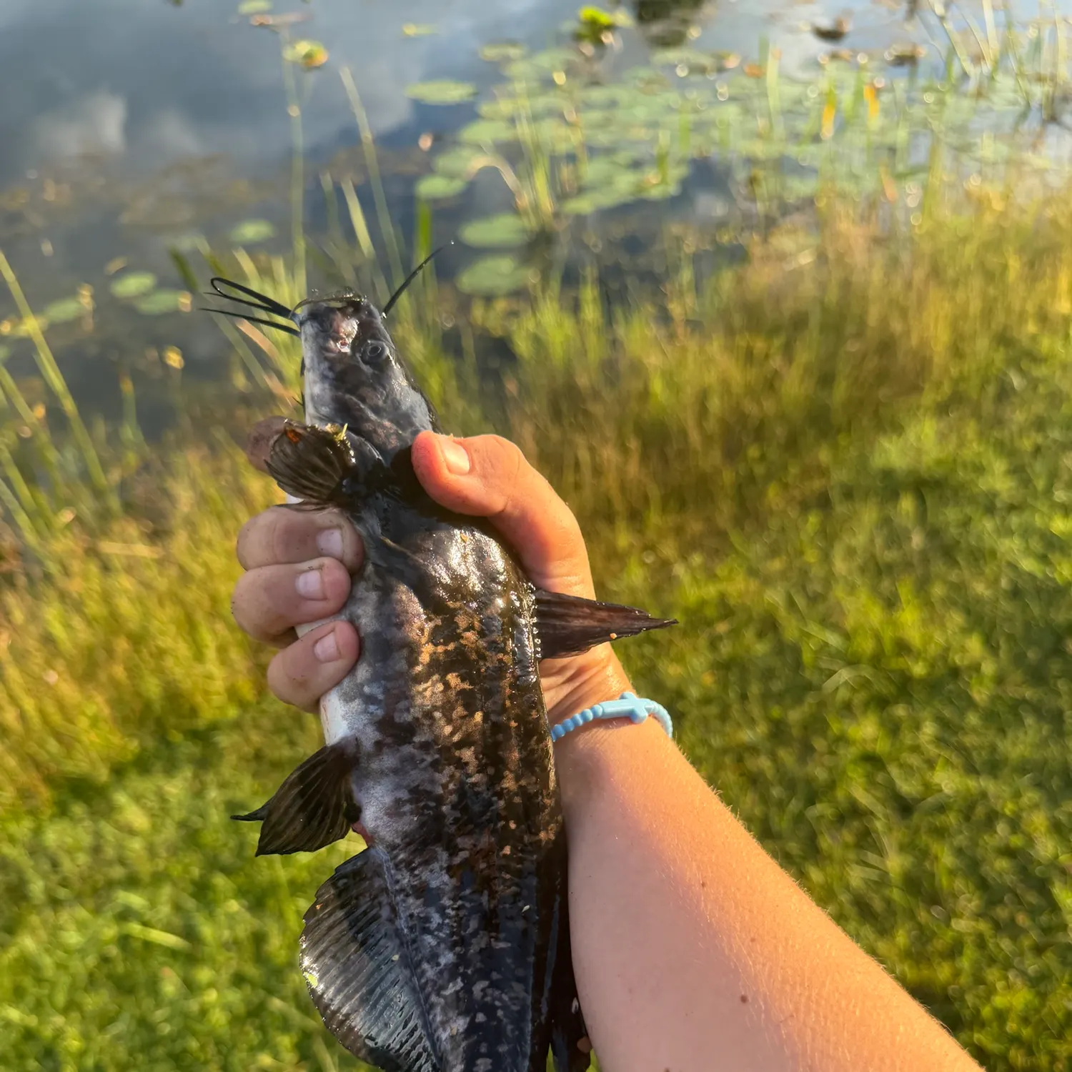 Brown bullhead caught on Fishbrain