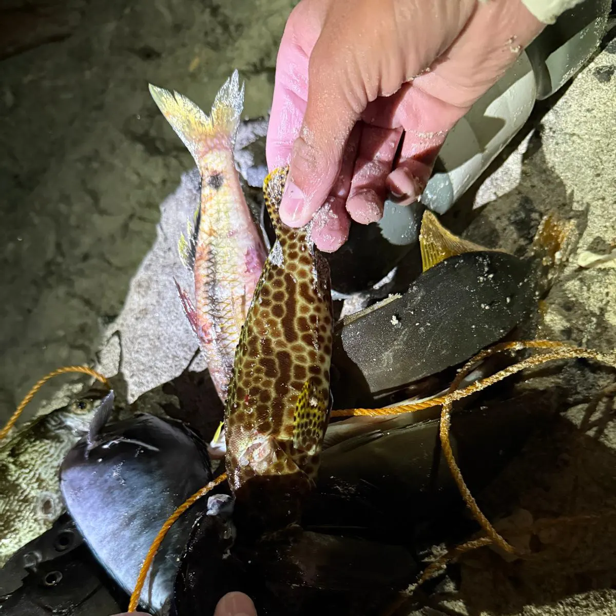 The most recent Honeycomb grouper catches on Fishbrain