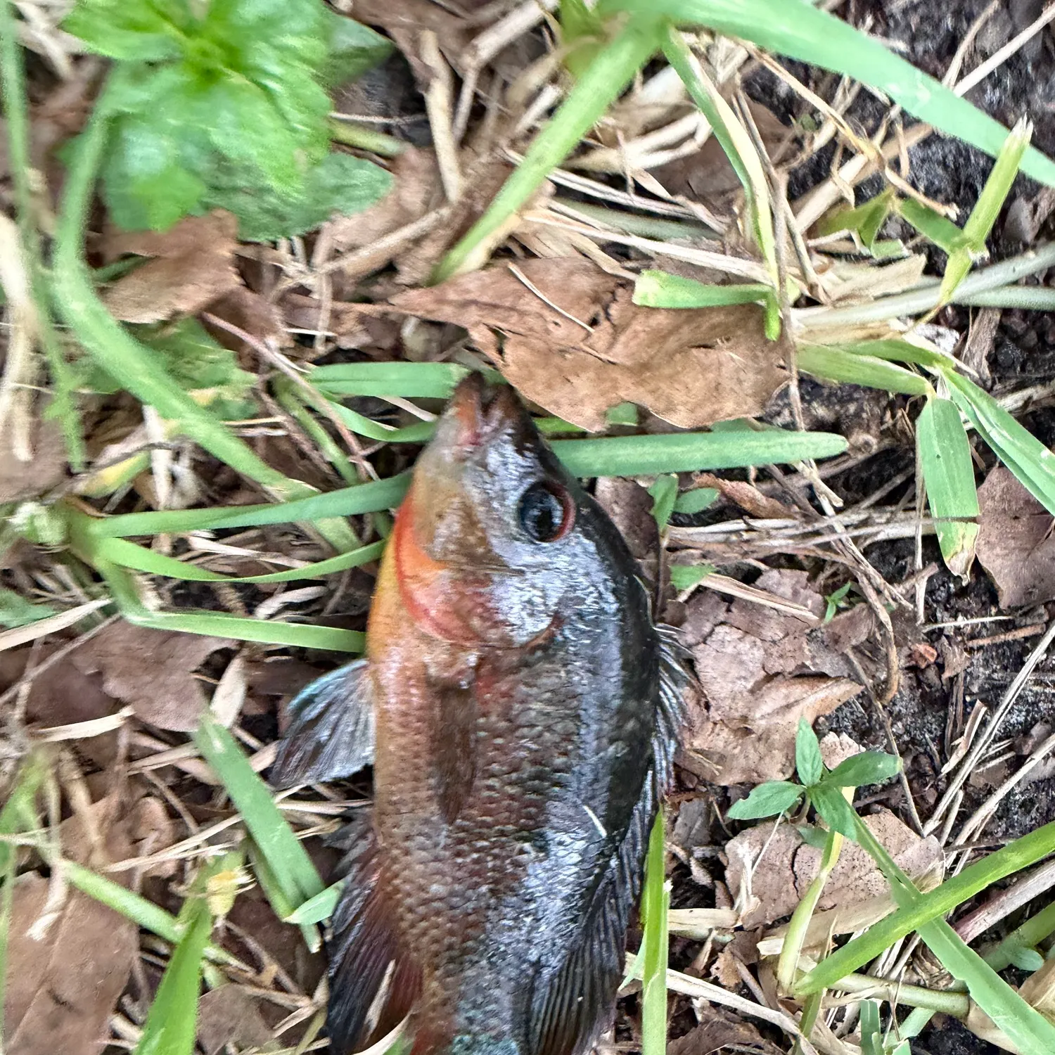 Redspotted sunfish caught on Fishbrain