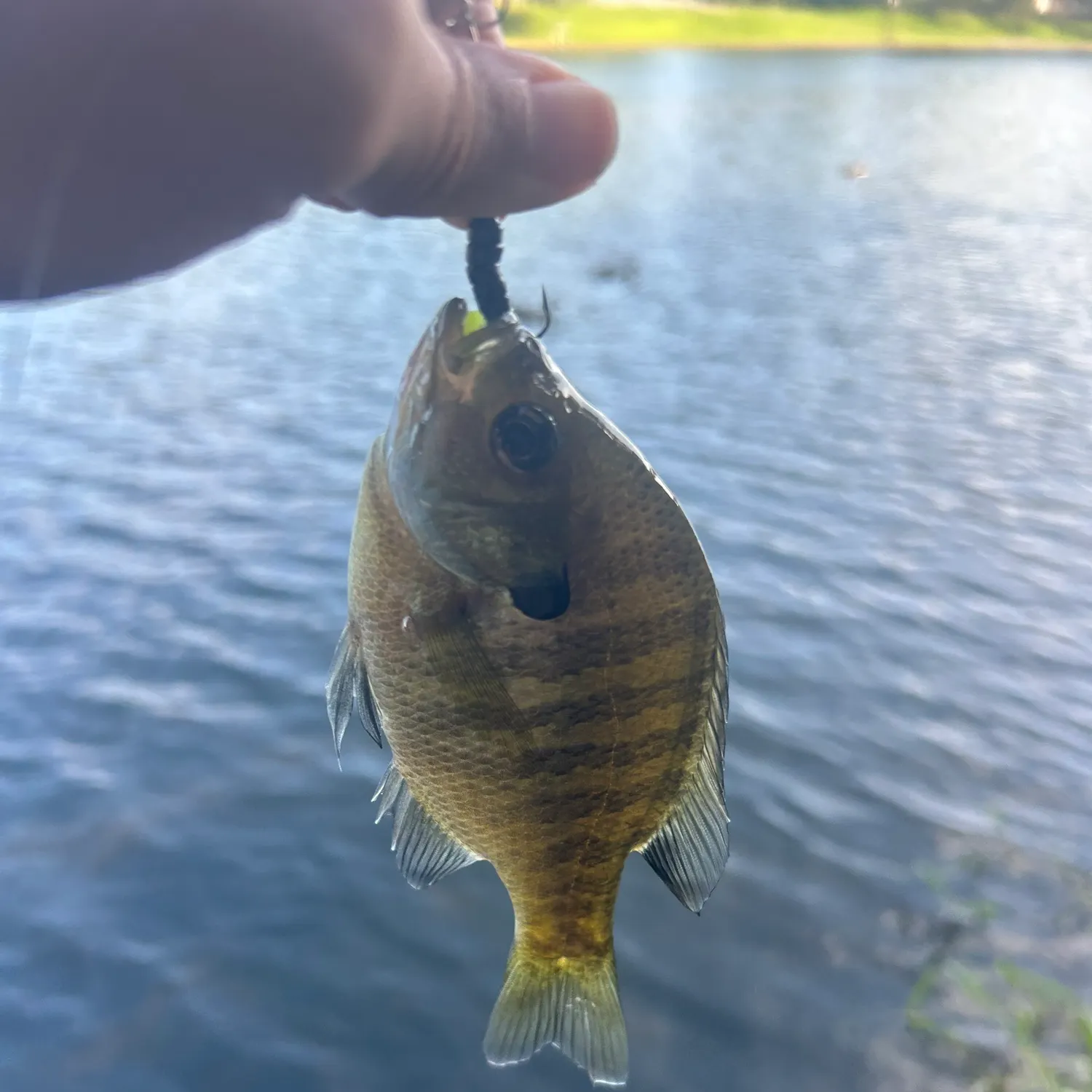 Bluegill caught on Fishbrain