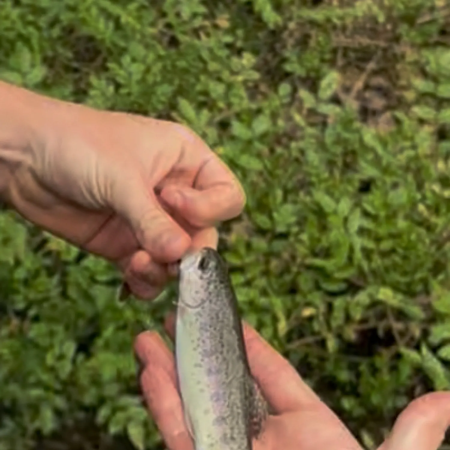 The most recent Coastal rainbow trout catches on Fishbrain