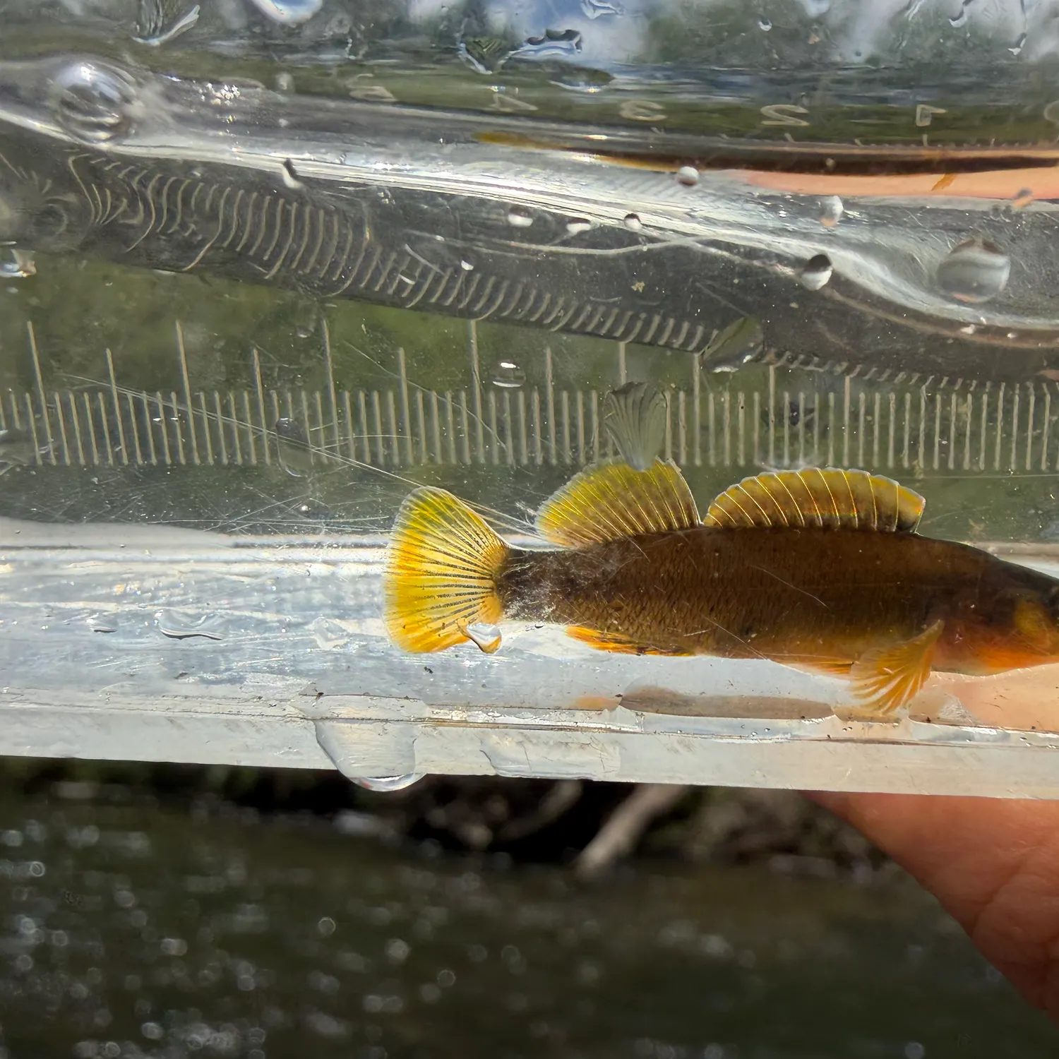 The most recent Tippecanoe darter catches on Fishbrain