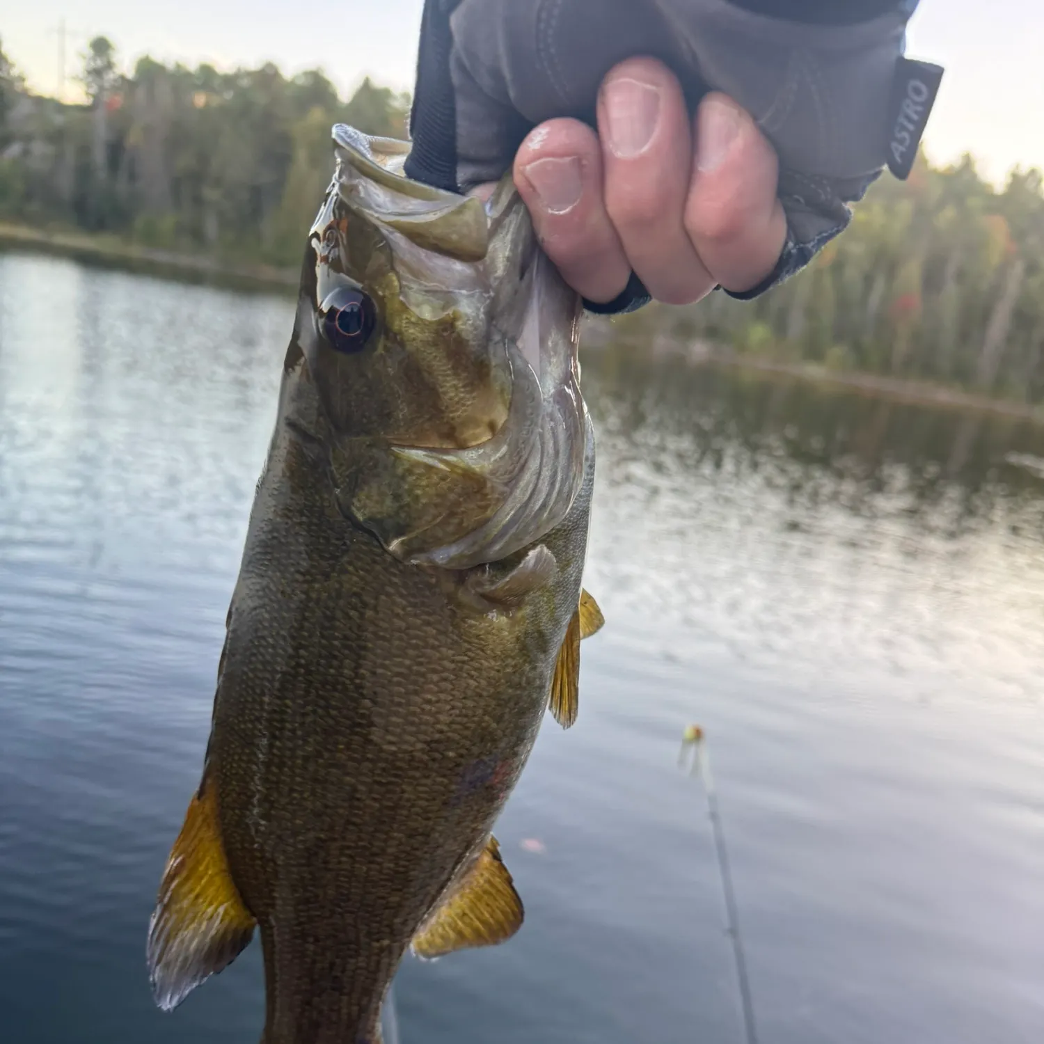Smallmouth bass caught on Fishbrain
