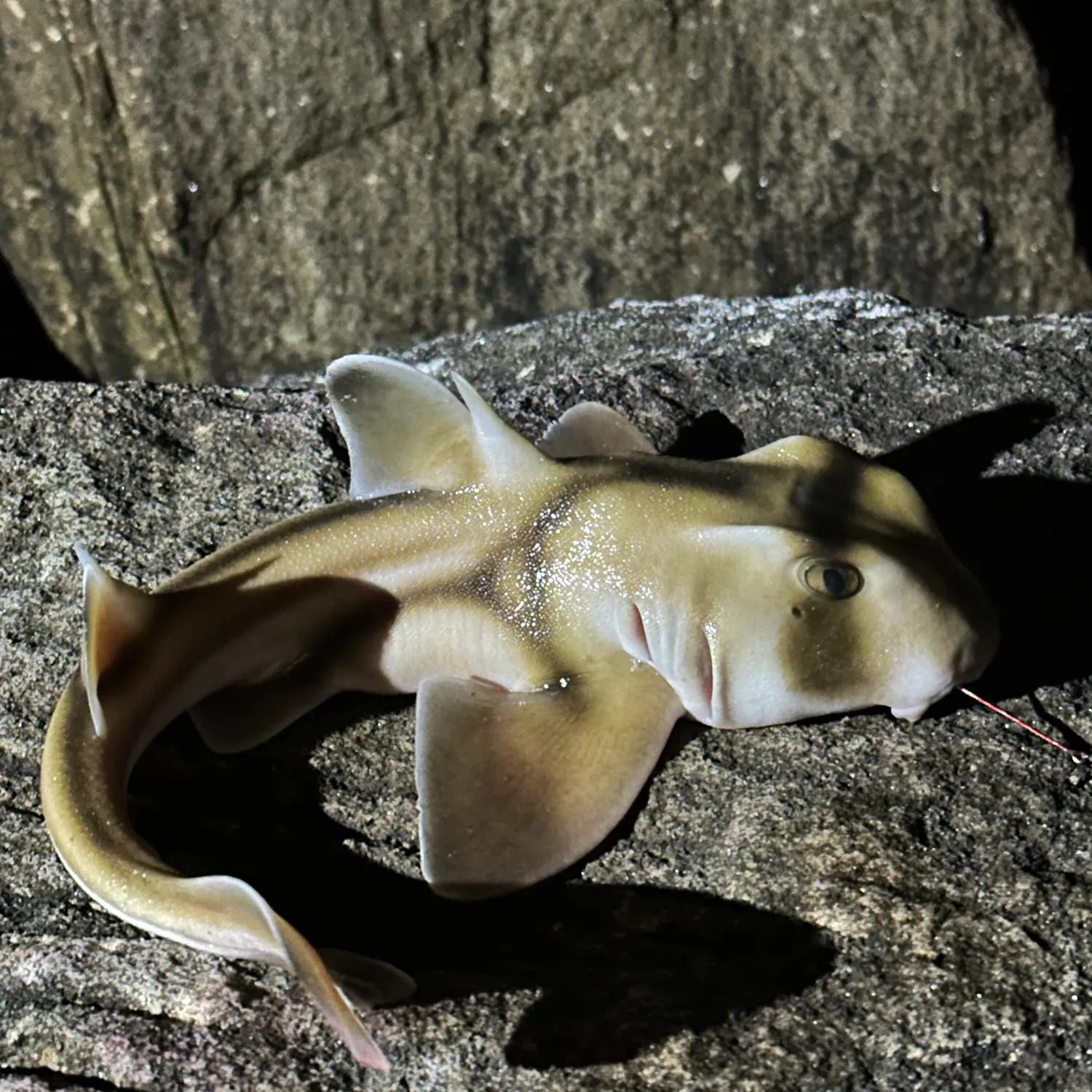 The most recent Port Jackson shark catches on Fishbrain
