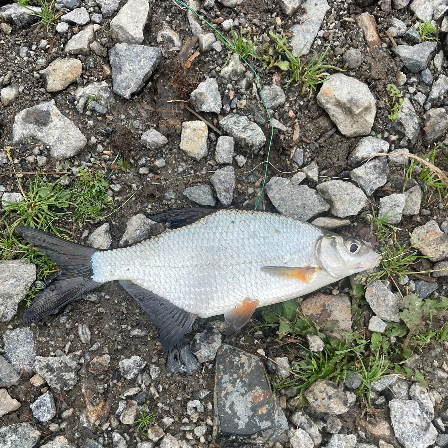 The most recent Zope catches on Fishbrain