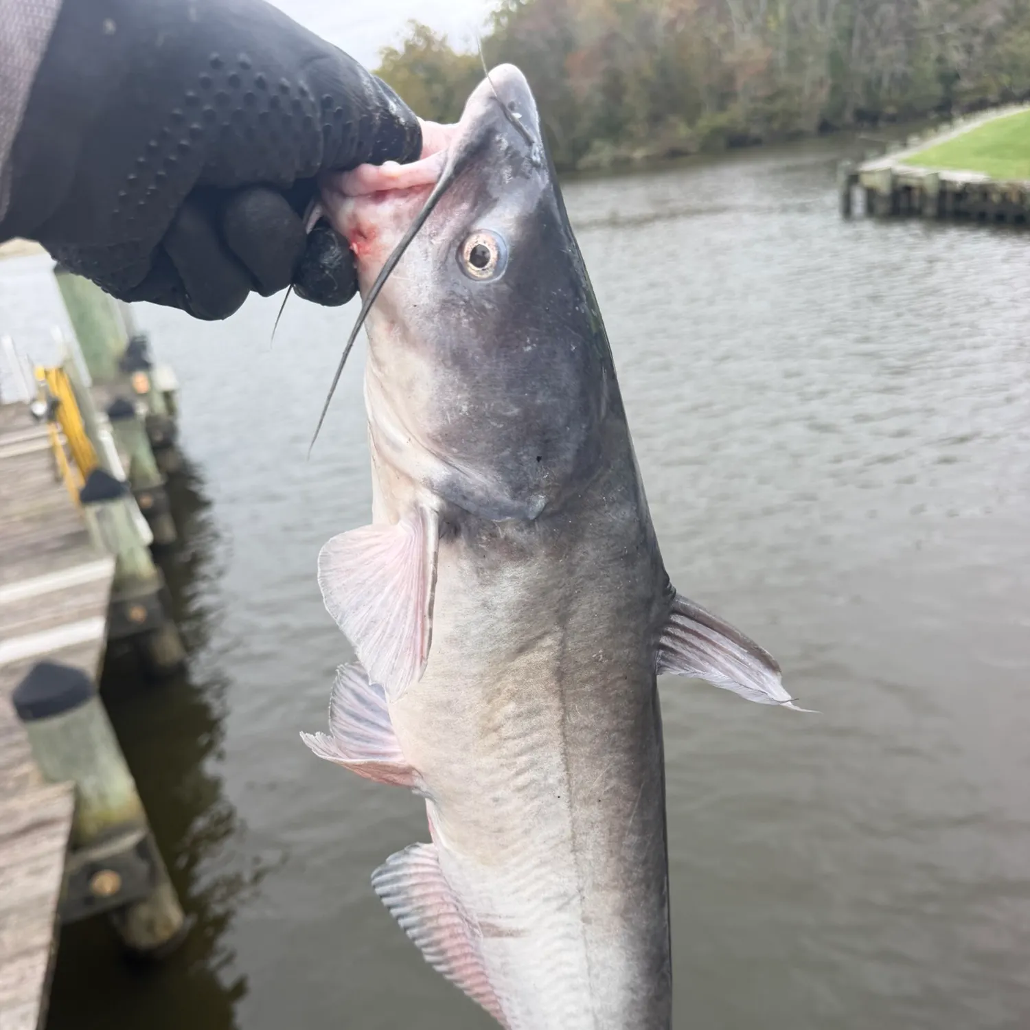 Blue catfish caught on Fishbrain