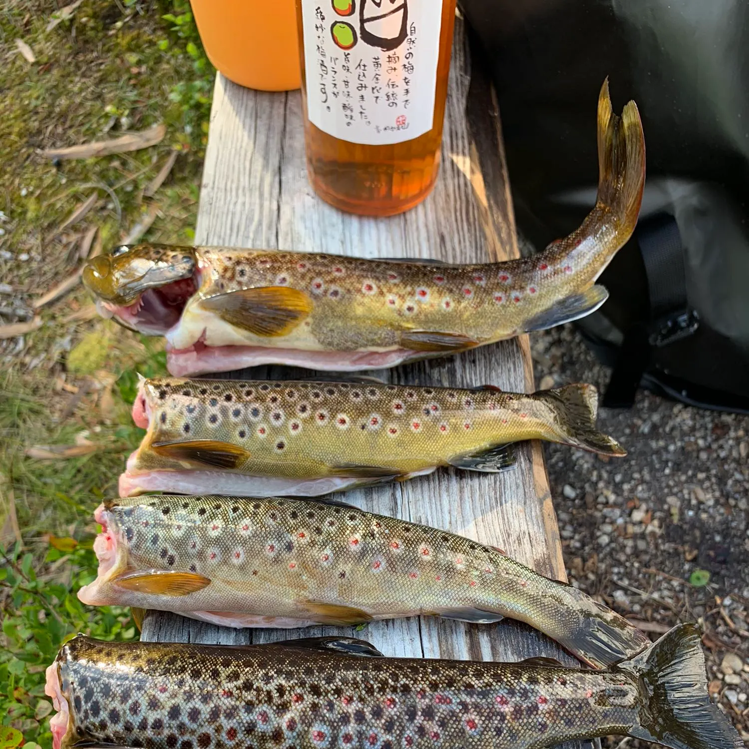 recently logged catches