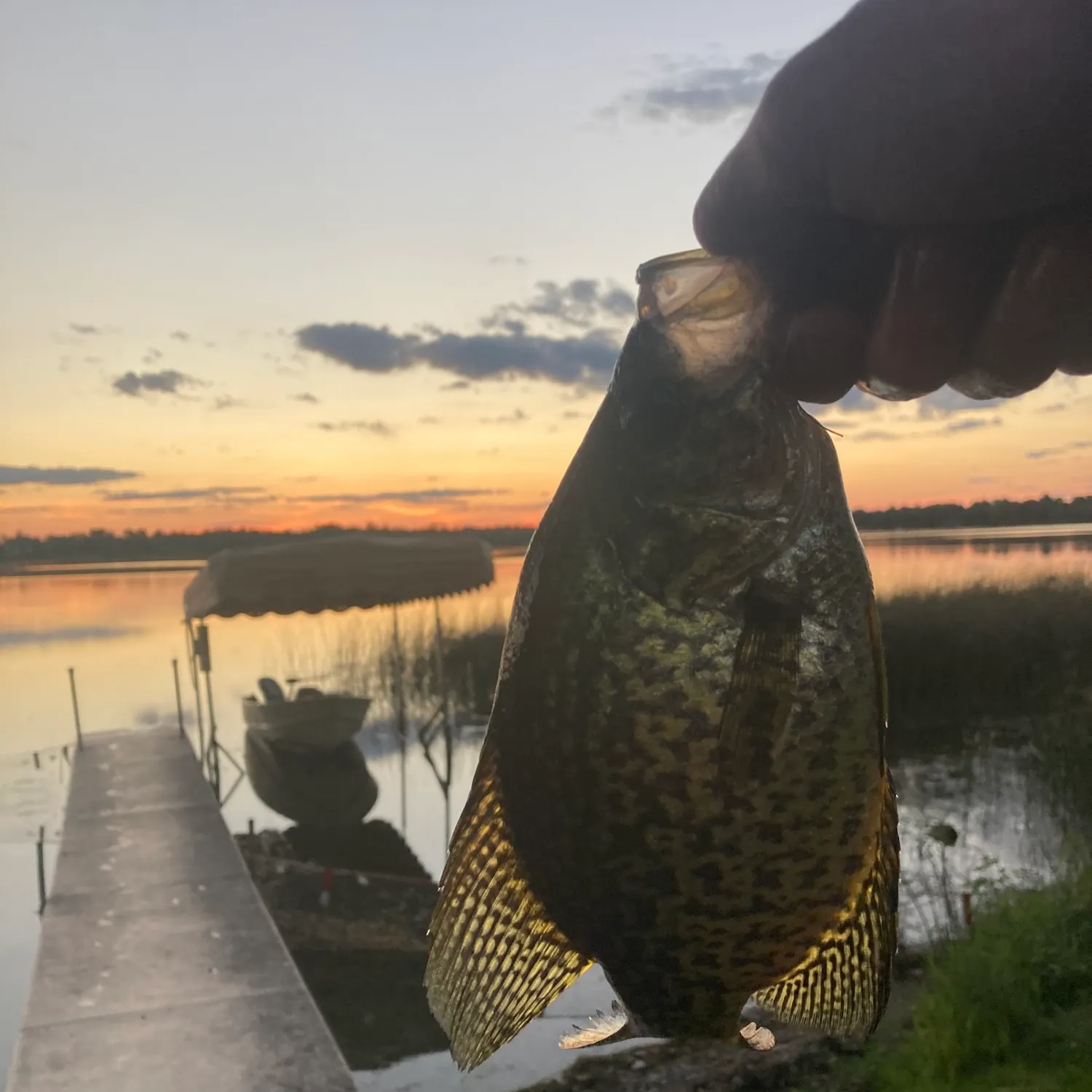 Black crappie caught on Fishbrain