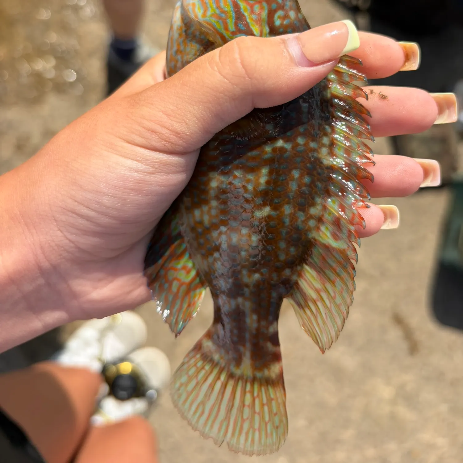 Ballan wrasse caught on Fishbrain